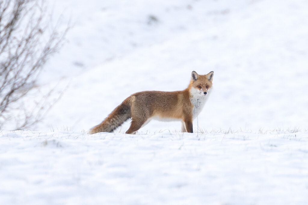 Fuchs im Schnee, Hörden am Harz | Fotograf Dieter Eikenberg