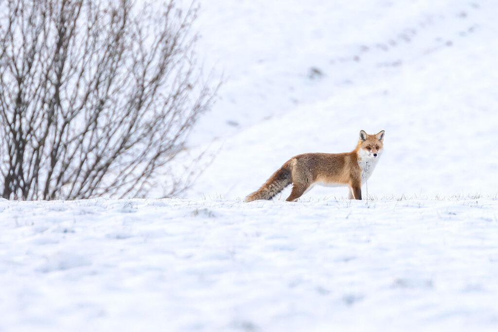 Fuchs im Schnee, Hörden am Harz | Fotograf Dieter Eikenberg