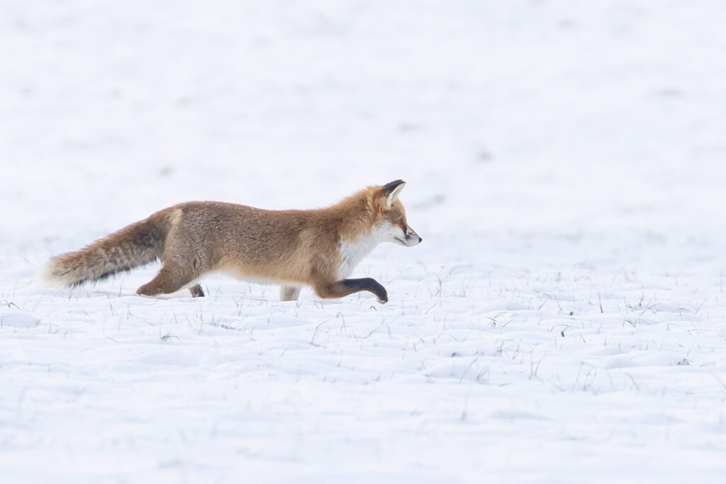 Fuchs auf Nahrungssuche im Schnee, Hörden am Harz
