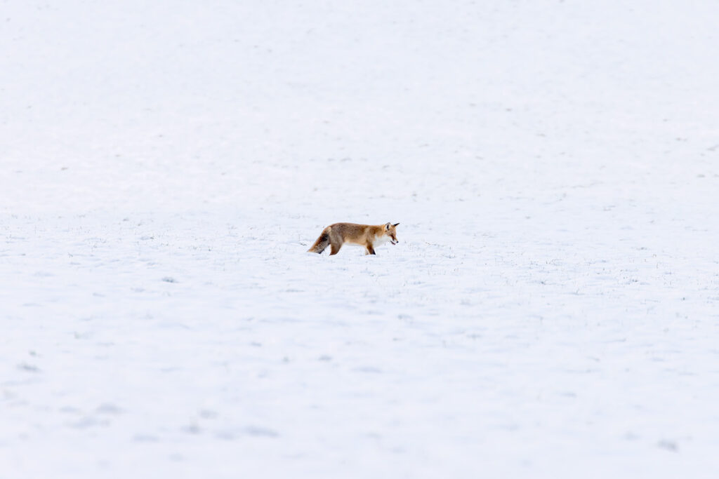 Fuchs im Schnee, Hörden am Harz