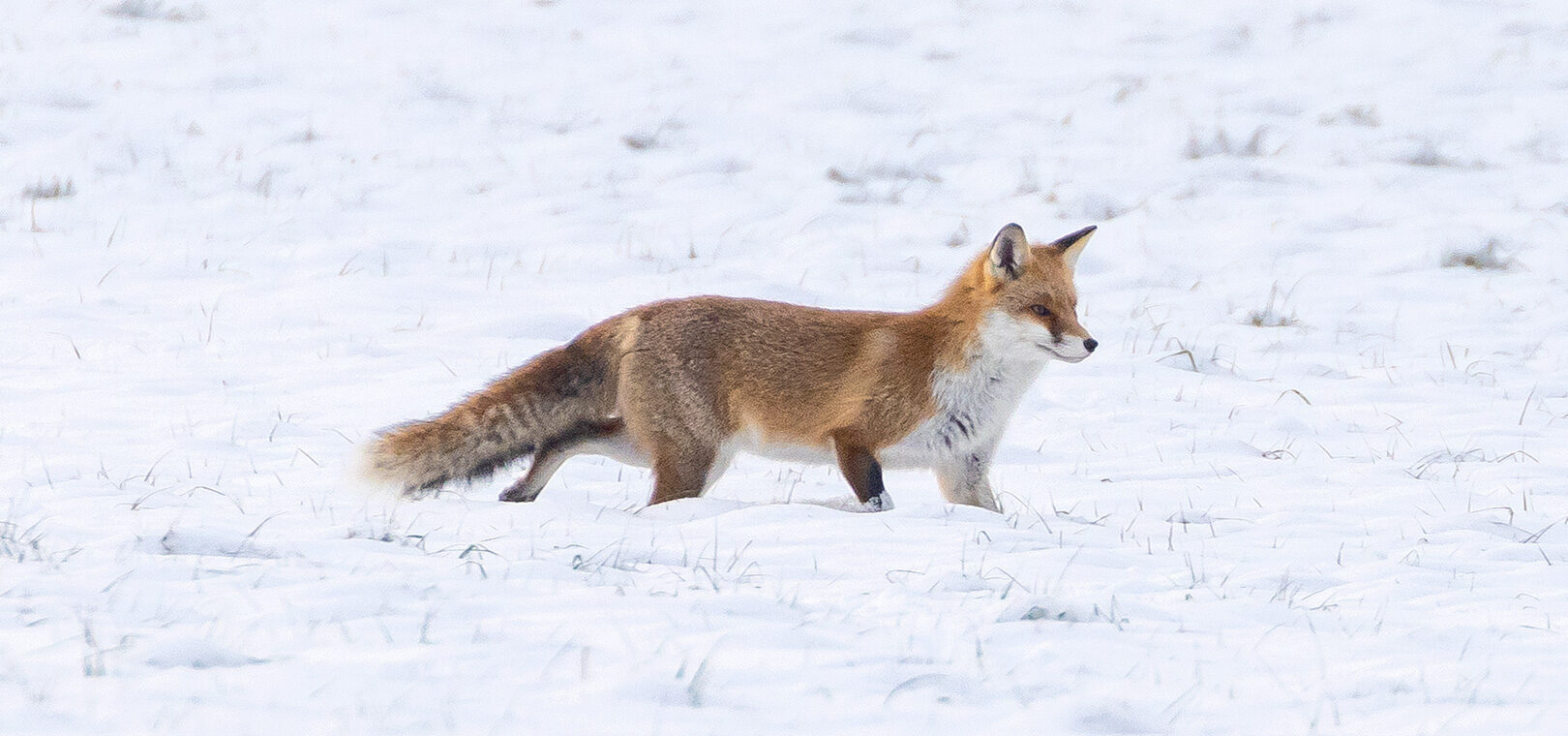 Fuchs auf Nahrungssuche im Schnee, Hörden am Harz