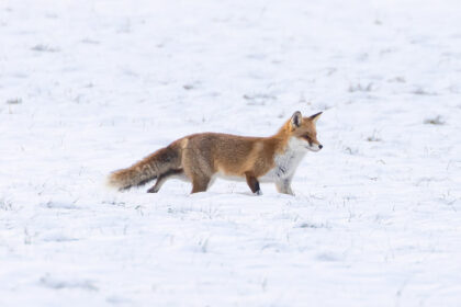 Fuchs auf Nahrungssuche im Schnee, Hörden am Harz