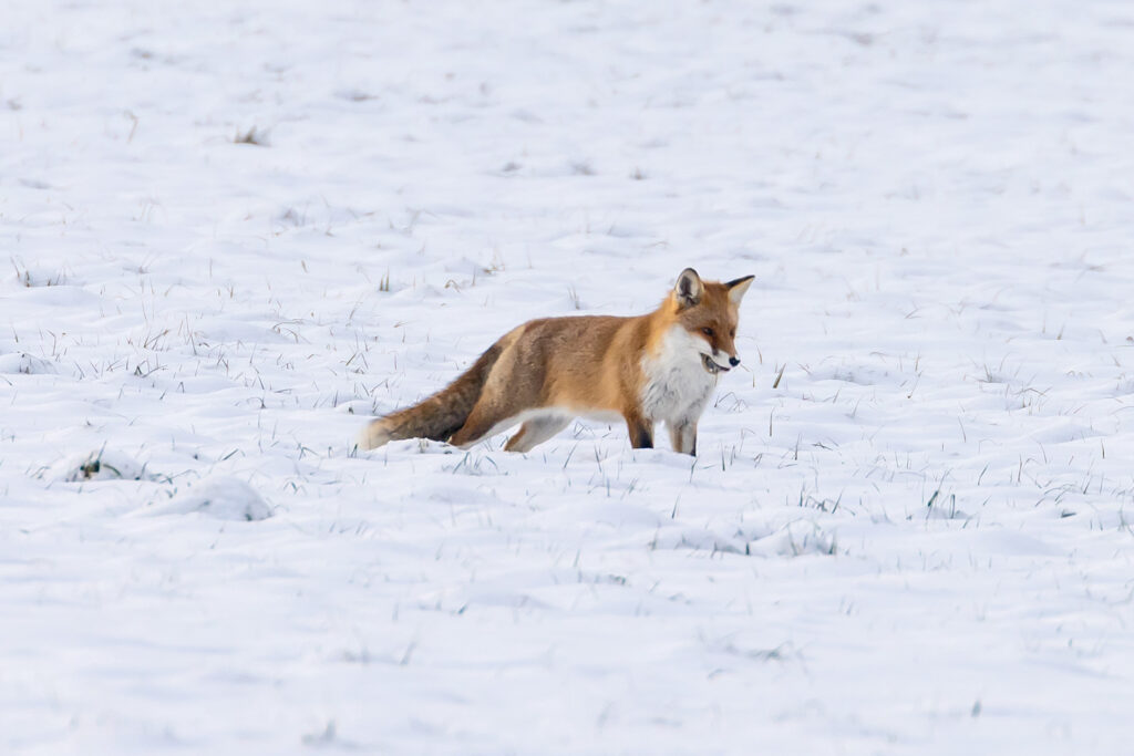 Fuchs im Schnee, Hörden am Harz