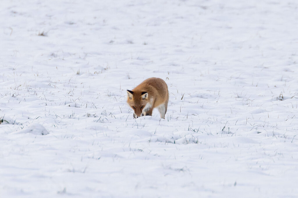 Erfolgreiche Jagd im Schnee, Hörden am Harz
