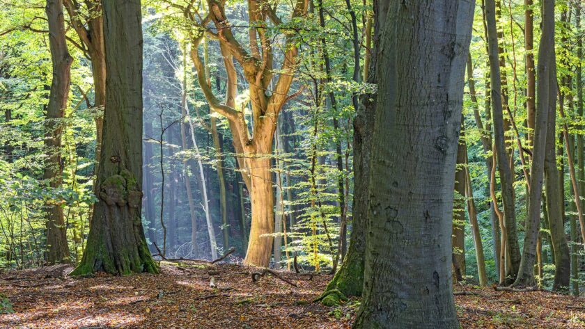 Natur - Naturfotografie - Wald auf Rügen