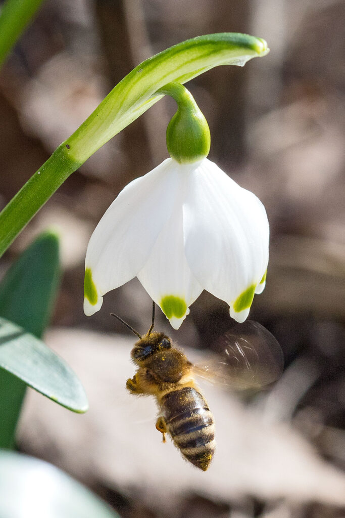 Märzenbecher mit schwebender Biene