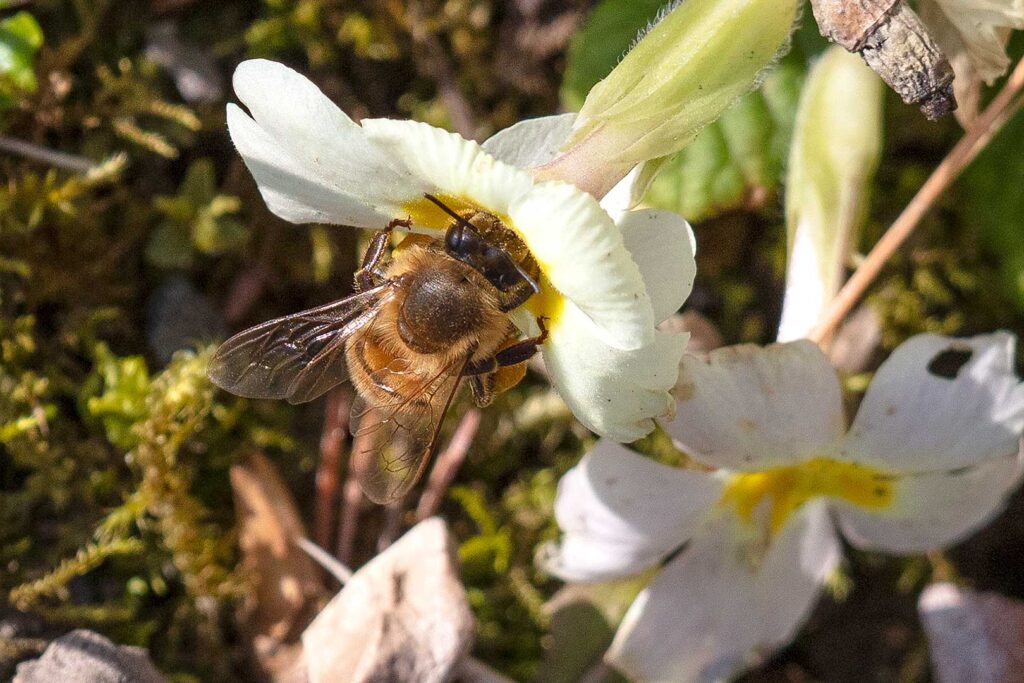 Biene kriecht in eine Blüte