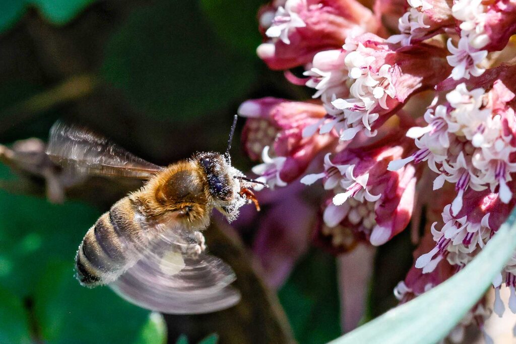 Honigbiene fliegend vor Pestwurz