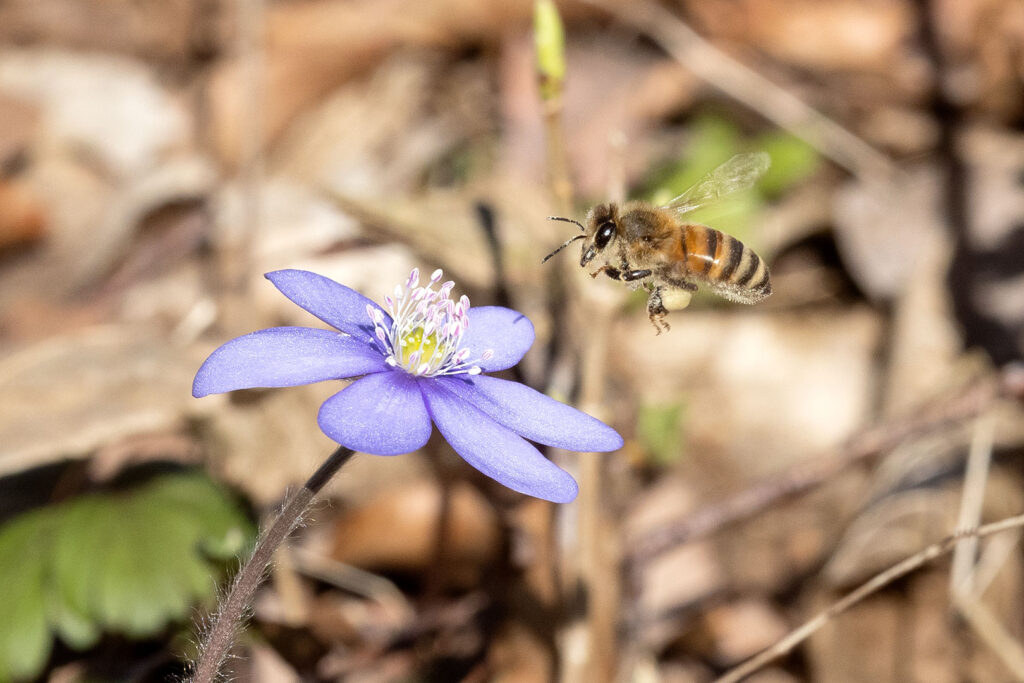 Biene über Blüte