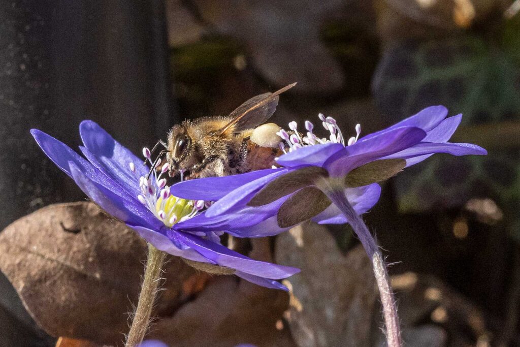 Biene auf Leberblümchen