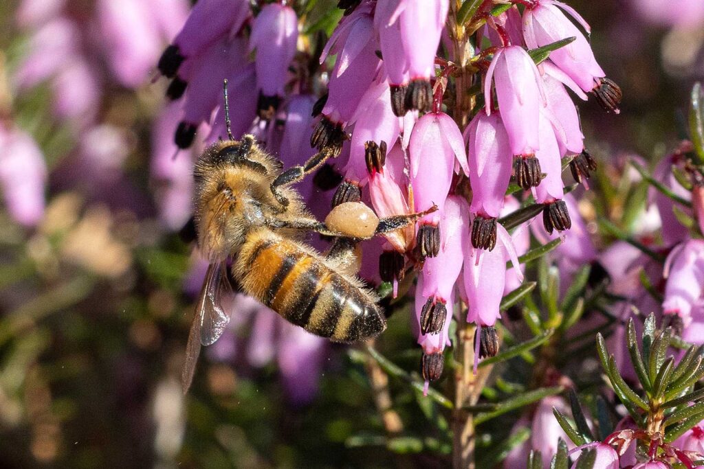 Biene vor einer Blüte