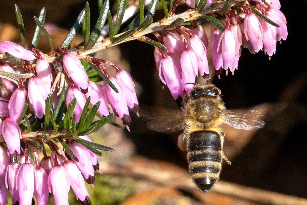 Biene schwebend vor Blüten