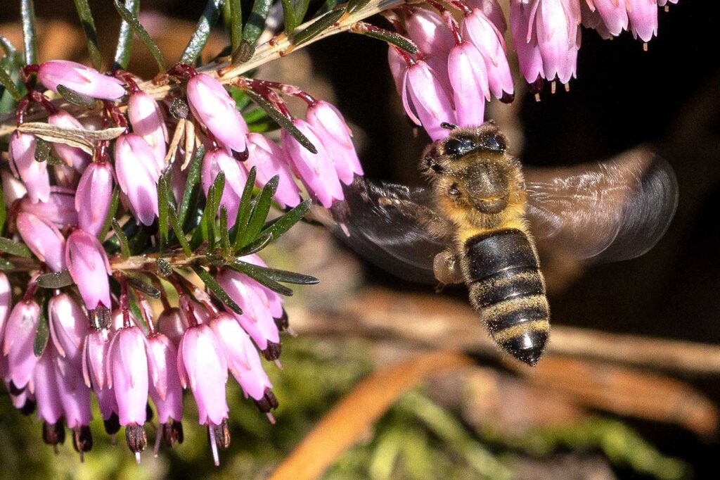 Biene fliegend vor einer Blüte