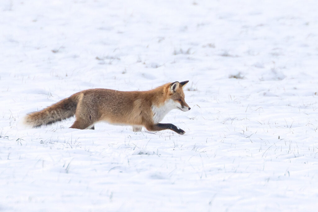 Fuchs im winterlichen Harz