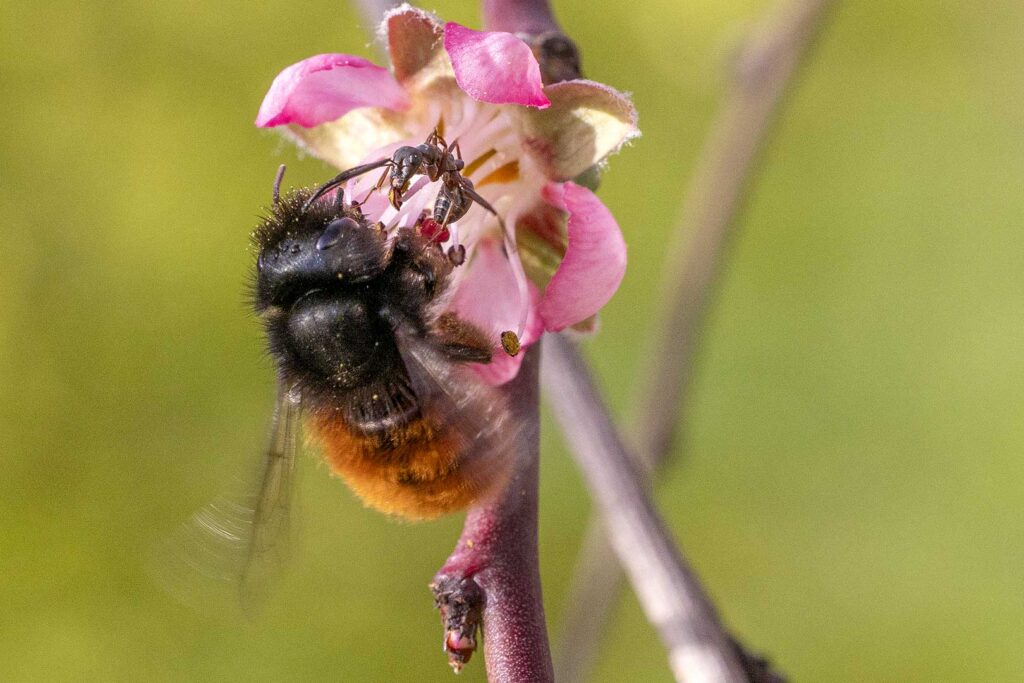 Wildbiene und Ameise an einer Blüte