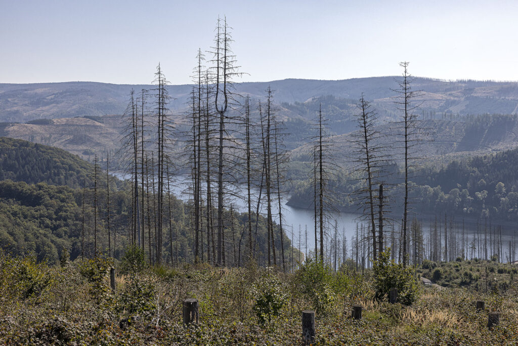 Harz: Blick auf Sösetalsperre