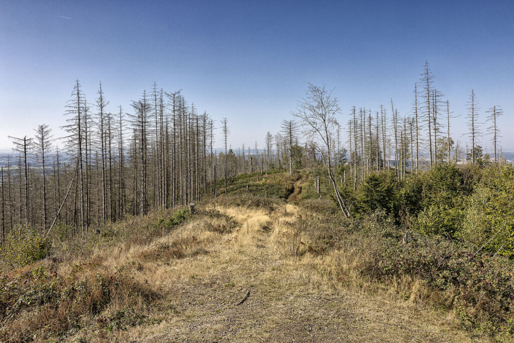 Harz - tote Bäume