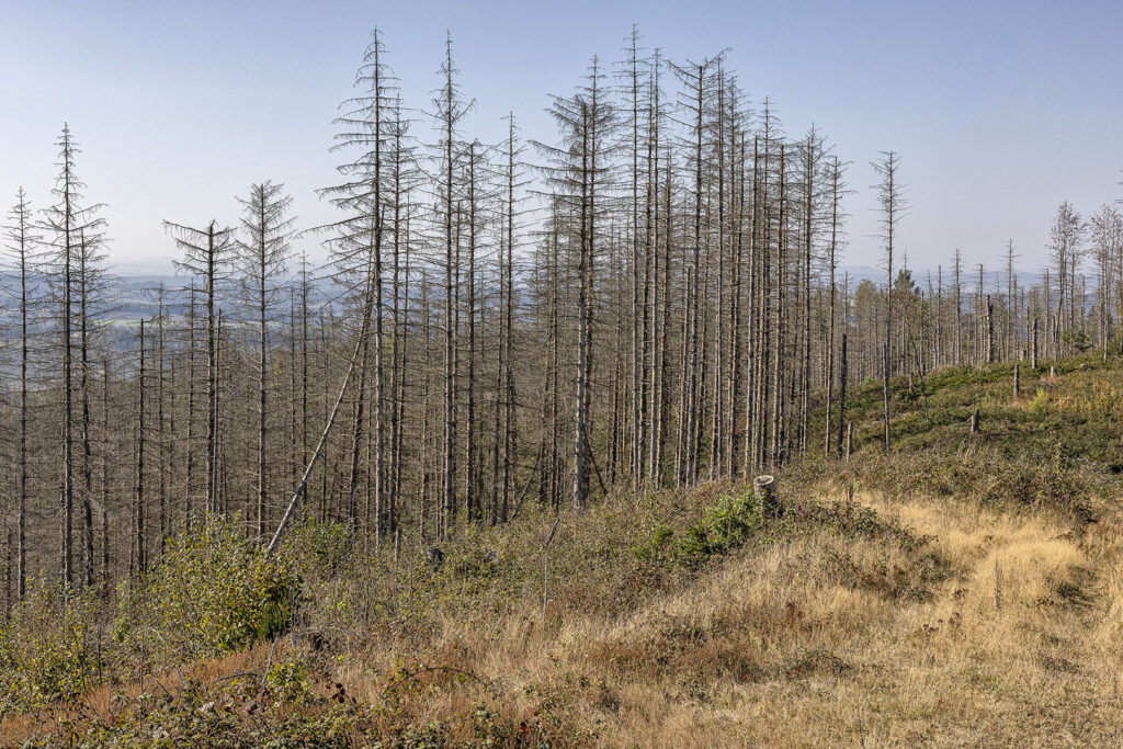 Harz - tote Bäume