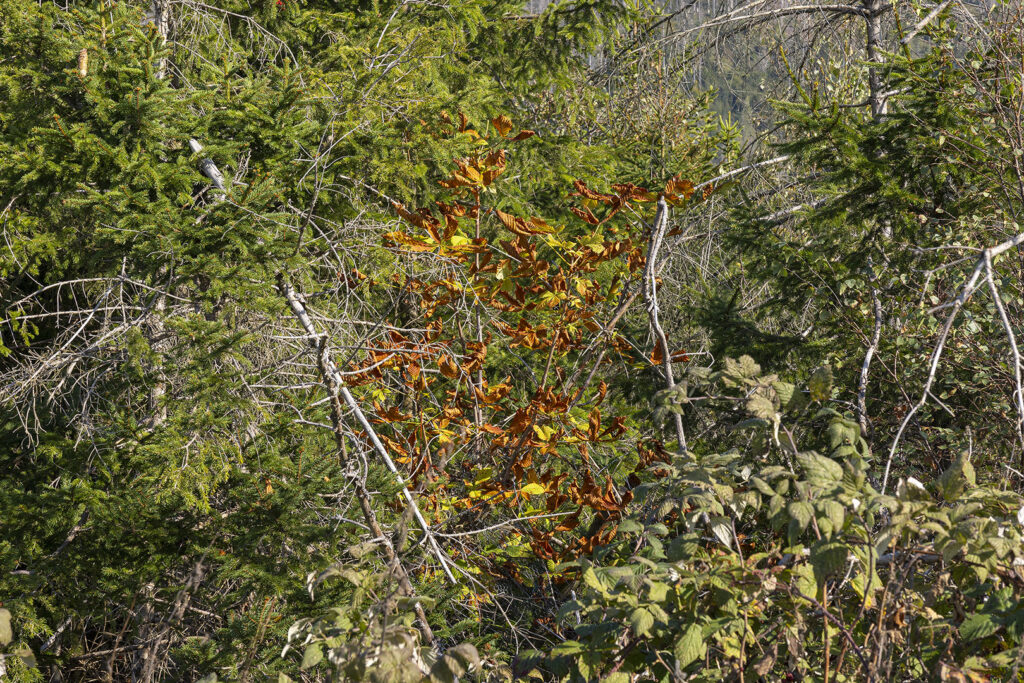 Vorboten Herbst