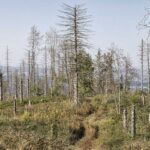 Harz - tote Bäume