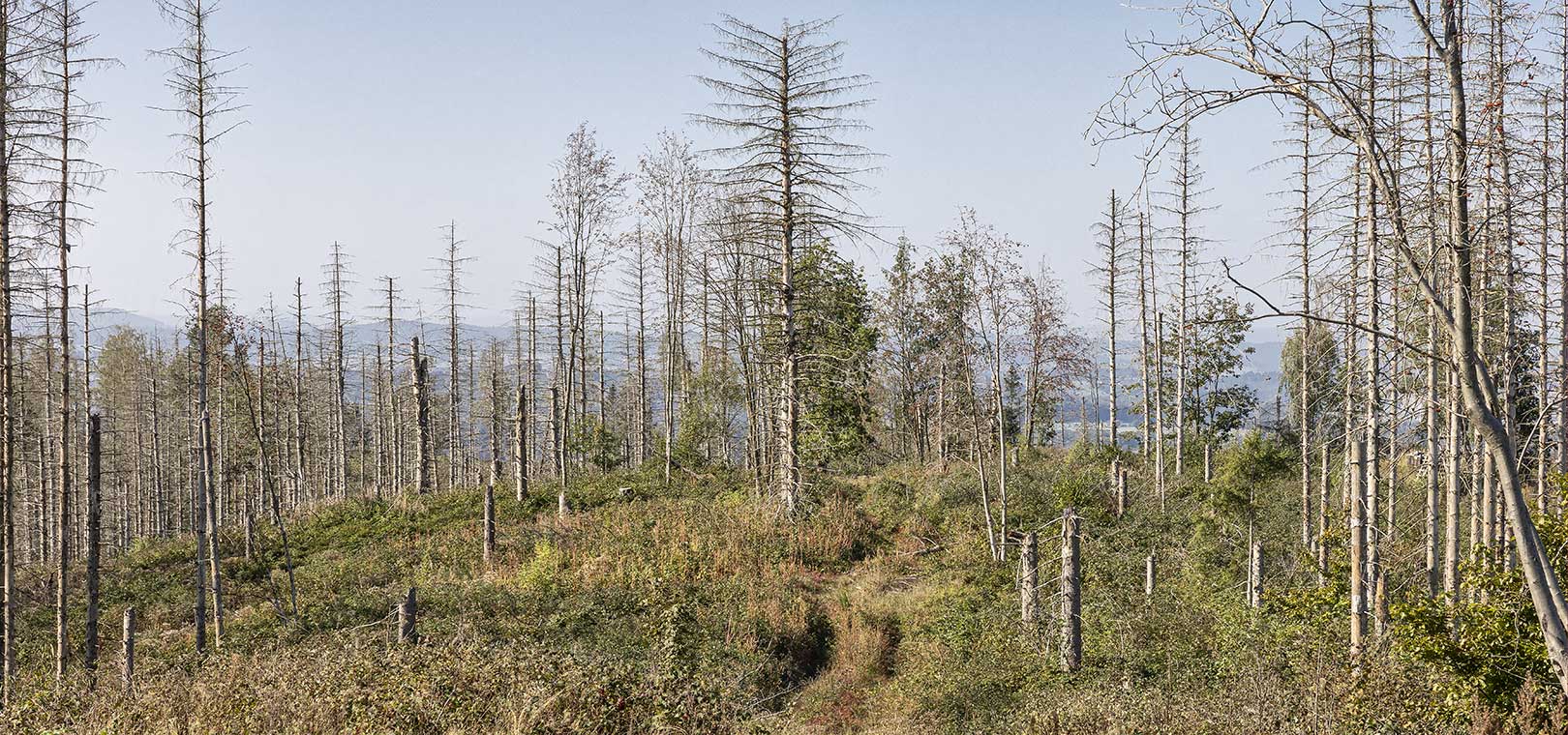 Harz - tote Bäume