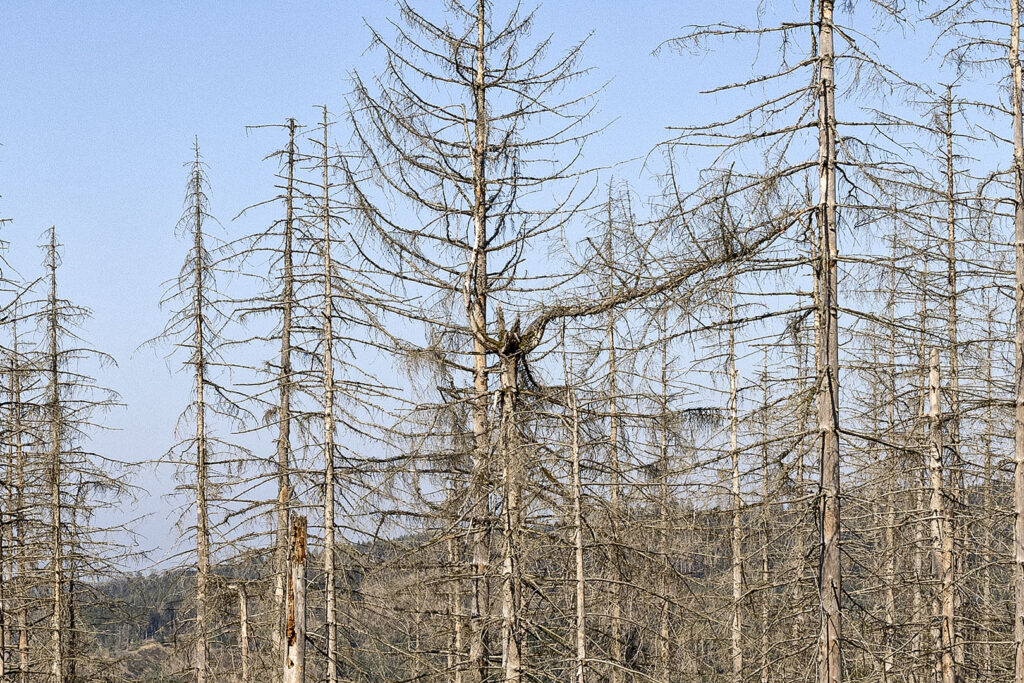 Harz - tote Bäume