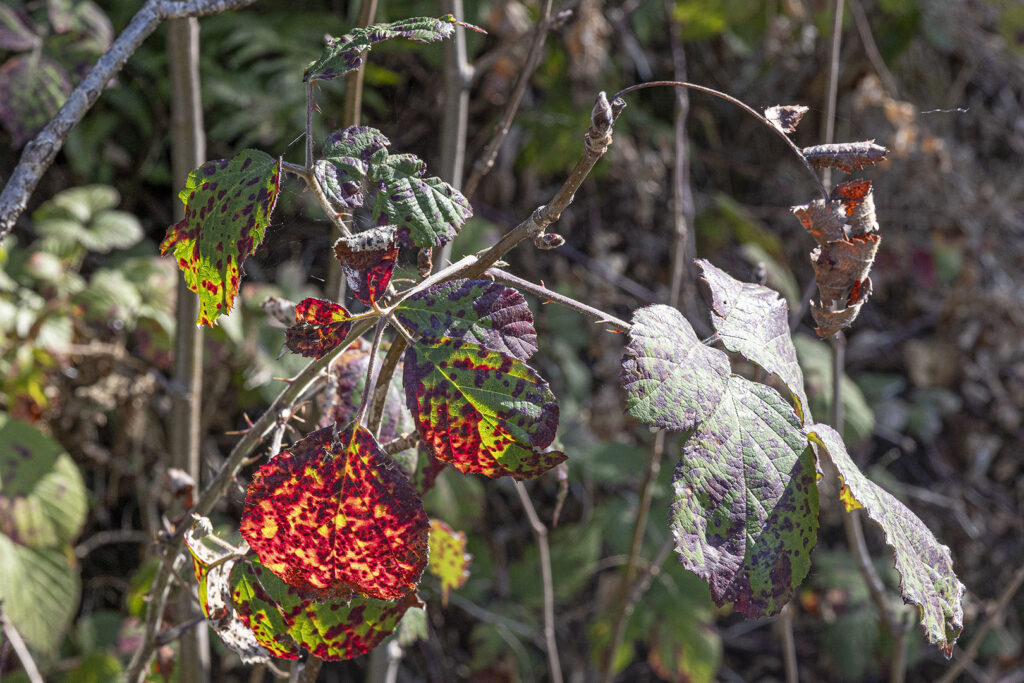 Vorboten Herbst