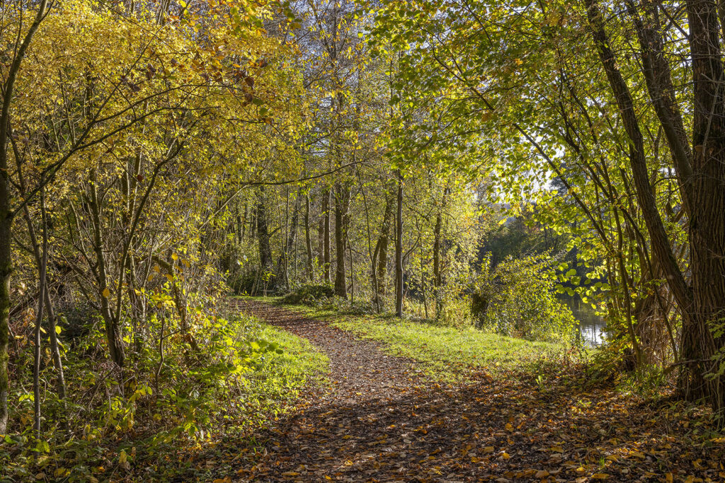 Weg um den Oderparksee