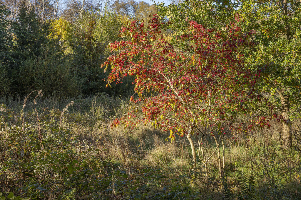 Herbst 2024 am Oderparksee