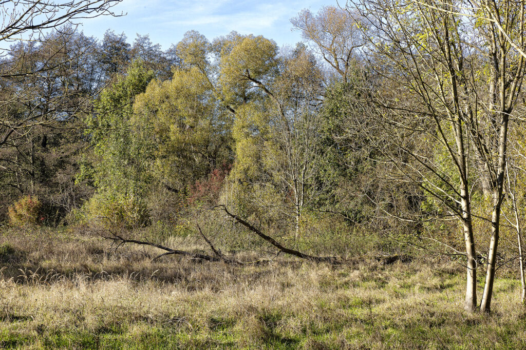 Herbst 2024 am Oderparksee