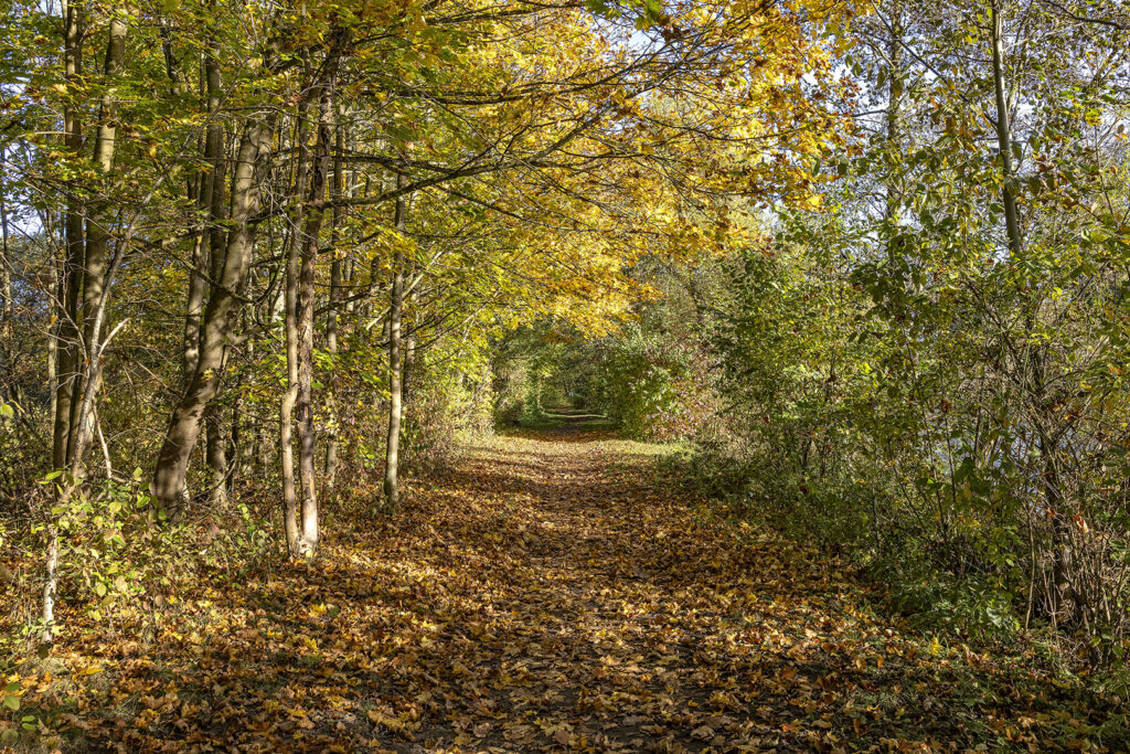 Weg um den Oderparksee