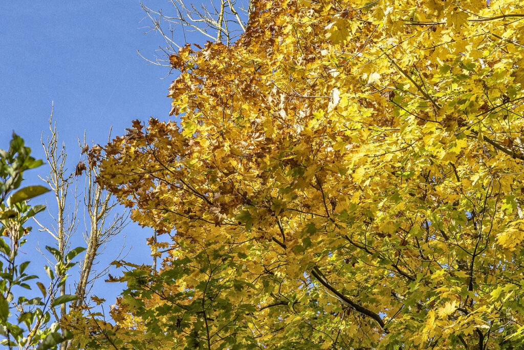 Herbst 2024 am Oderparksee