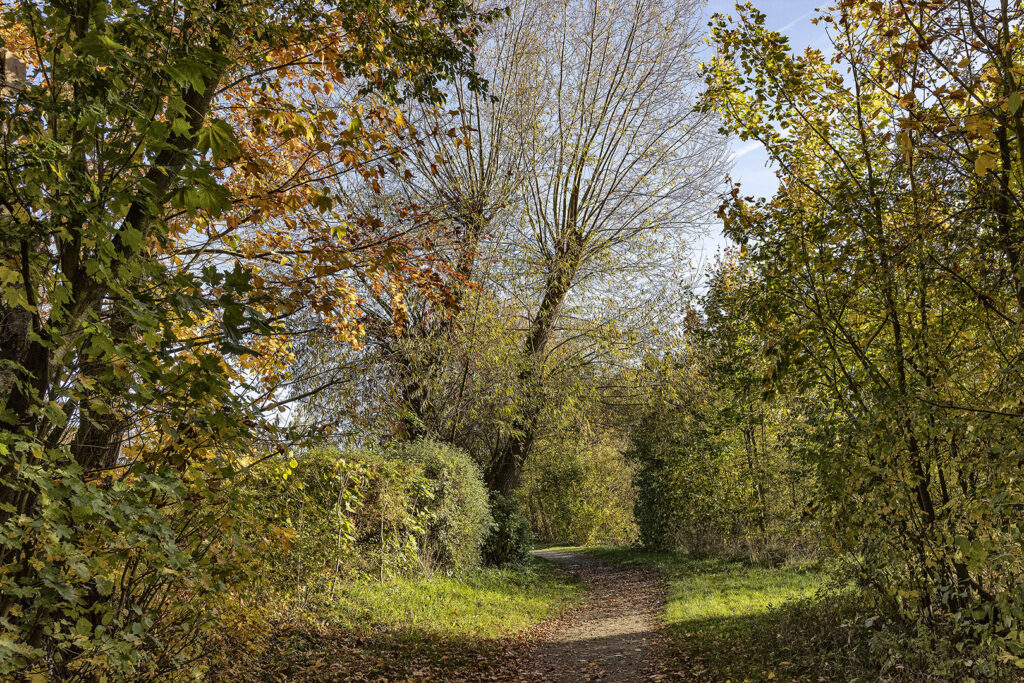 Weg um den Oderparksee