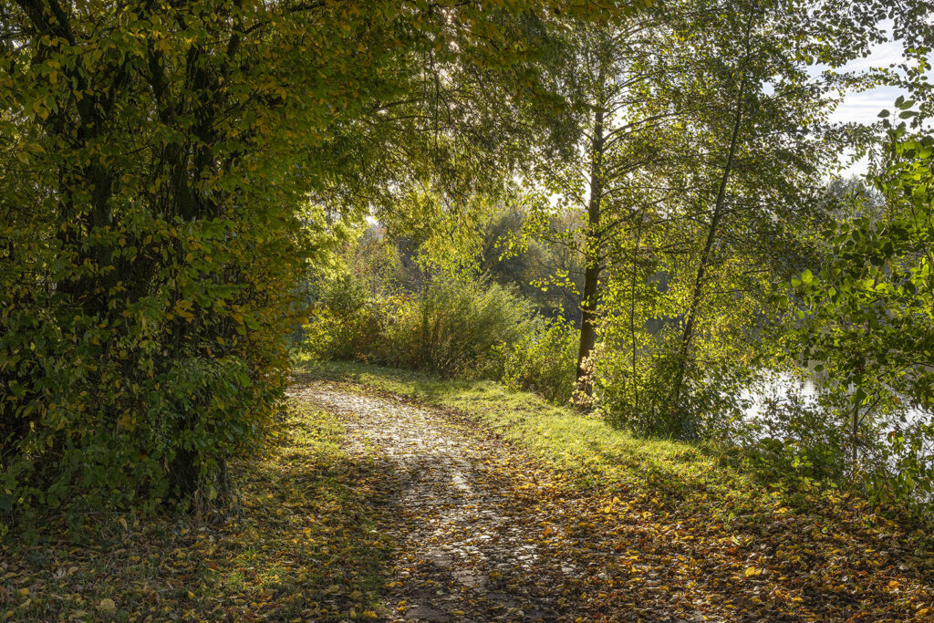 Weg um den Oderparksee